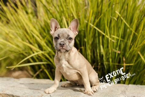 While we know you would like your dog with you quickly, we have to comply with your destinations regulations which are in place for the safety of your dog. Blue French Bulldog Puppy For Sale- French Bulldog California