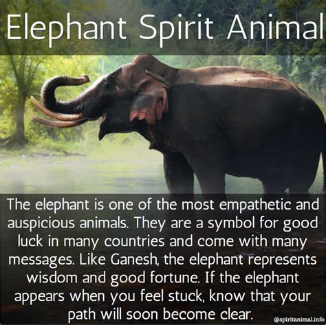 Elephant Spirit Animal Elephant Quotes Elephant Facts Boho Elephant
