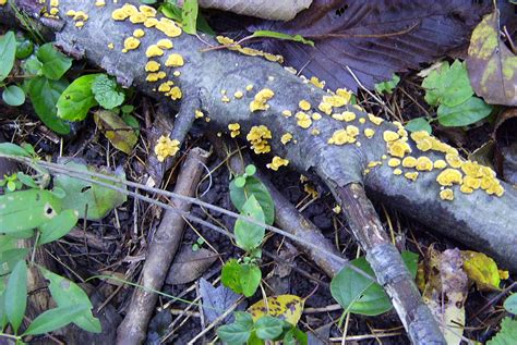 4 Ways To Identify Tree Fungi In Southern Ca Econo Tree Service Inc