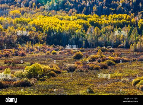Golden Autumn Eagle Cliffs Color Forest Landscape Stock Photo Alamy
