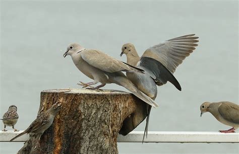 End Of The Day Rush Feederwatch