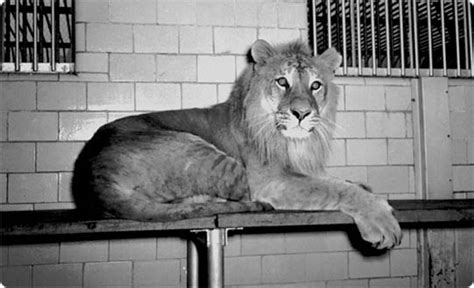 The oklahoma city zoo is a living museum of 1,900 animal species, expansive botanical gardens & over 26,000 members. History of Central Park Zoos : NYC Parks