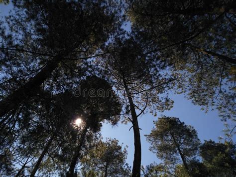 The Sun Shines Through The Dense Pine Tree Stock Photo Image Of Plant