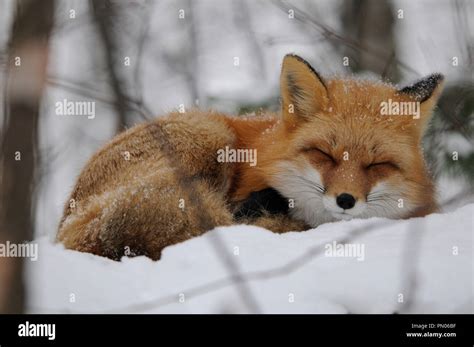 Fox Sleeping Snow Hi Res Stock Photography And Images Alamy