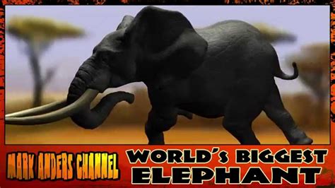 Biggest Elephant In The World Youtube