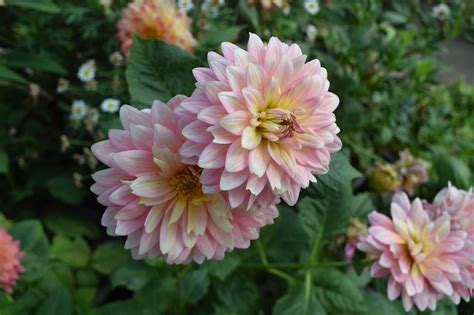 Chrysanthemum Flower Pink Chiang Free Photo On Pixabay Pixabay