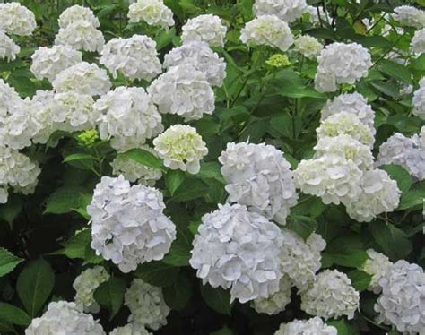 Check spelling or type a new query. Épinglé sur Hydrangeas