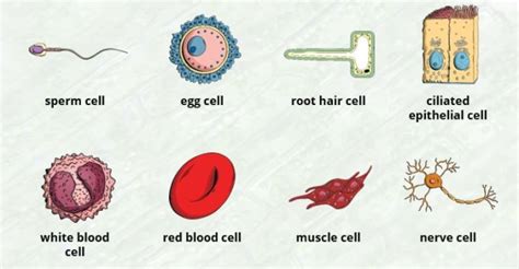 What Are Cells In The Human Body Twinkl Teaching Wiki