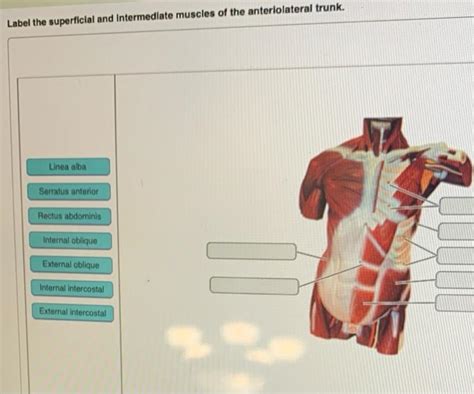 Solved Label The Superficial And Intermediate Muscles Of The Chegg Com
