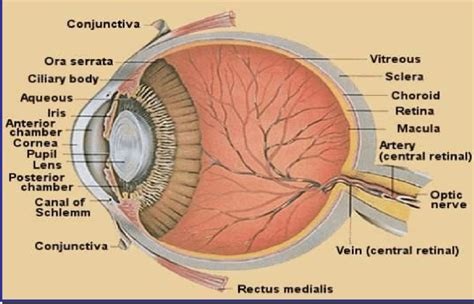 A Simple Diagram Of The Eye Download Scientific Diagram