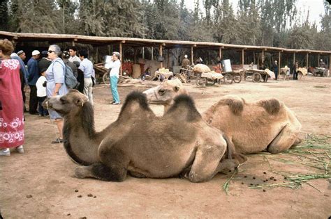 The humps on the camel store fatty tissues for sustenance of the animal during extreme drought conditions. Bactrian Camels For Sale On Open Air Bazaar Kashgar ...