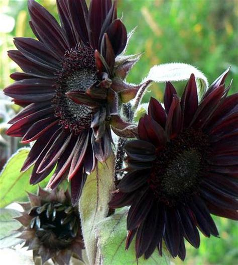 Black Sunflower Gardening Pinterest