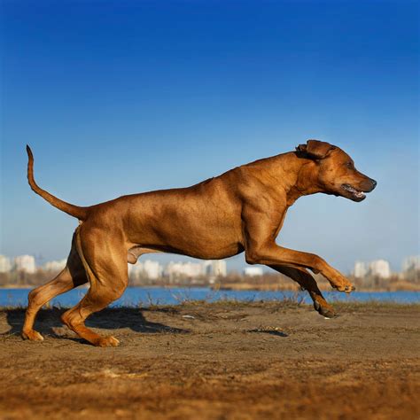 Best Running Dogs 20 Breeds For Serious Athletes Outside Online