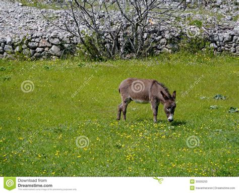 Field Flowers And A Donkey Stock Photo Image Of Landscape 30505250