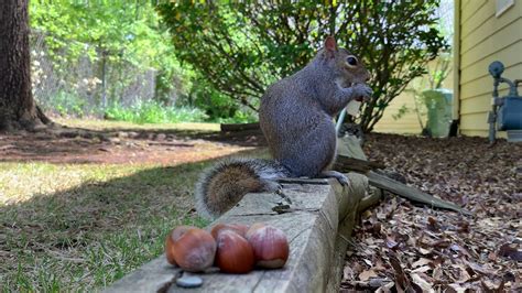 Hazel The Squirrel Eats A Hazelnut 2019 04 18 Youtube
