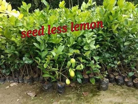 Select Fruit Type Plant Seedless Lemon Plants For Fruits Packaging
