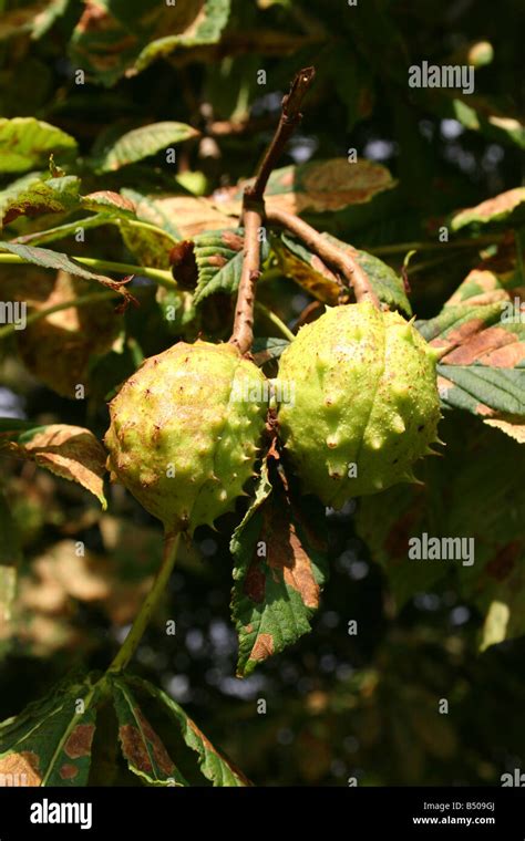 Hanging Seed Pods Stock Photos And Hanging Seed Pods Stock Images Alamy