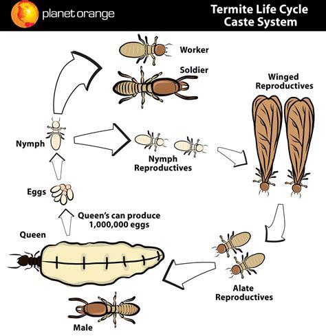Life Cycle Of A Termite Termites Info