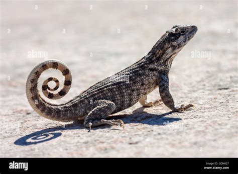 Northern Curly Tailed Lizard Leiocephalus Cuba Stock Photo Alamy