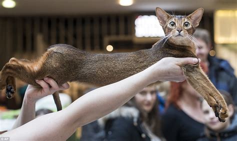 The bengal cat is highly active. Lithuania international cat show photos show huge array of ...