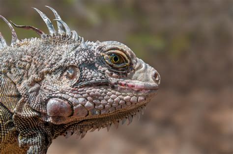 Free Images : nature, animal, wildlife, scale, iguana, fauna, lizard
