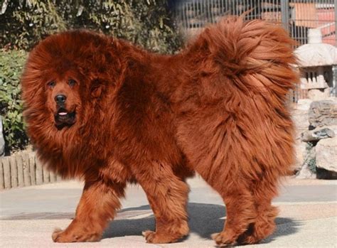 See all new bikes for sale in india, check 2021 bike prices, photos, specs, mileage. Top 10 Most Expensive Dog Breeds in India | PetHelpful
