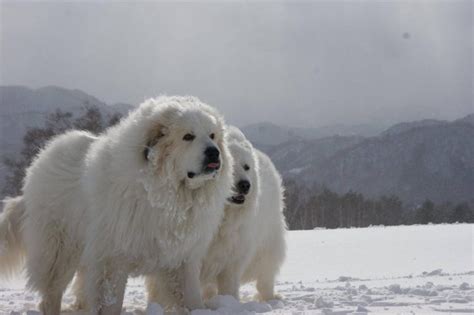 Pyrenean Mountain Dog Breed Information Facts And Health