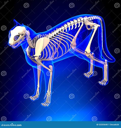 Cat Skeleton Anatomy Anatomia De Cat Skeleton Perspectiva V Foto De