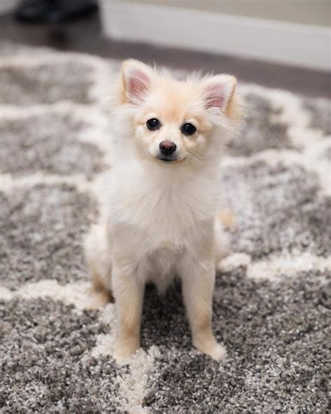 Cream Pomeranian Puppy Ig Blondepomeranians Pomeranian Puppy