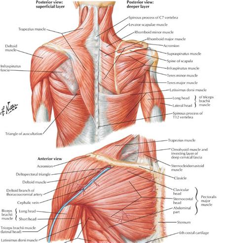 Back Upper Body Muscle Anatomy Female Muscle Diagram And Definitions