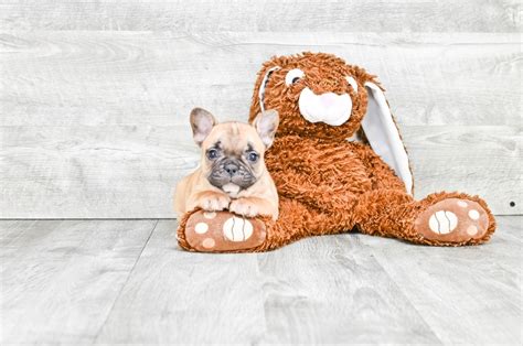 Beautiful french bulldog brindle male available. French Bulldog puppies for sale|Mixed small breed puppies ...