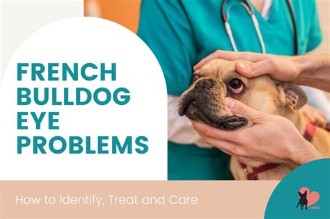 Identify Treat And Prevent French Bulldog Eye Problems
