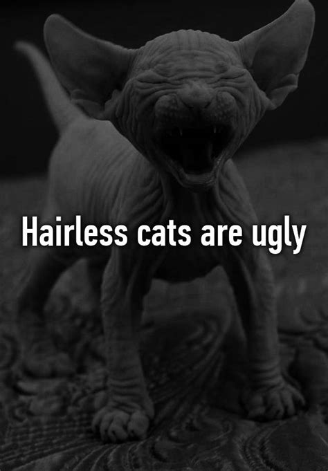 Hairless Cats Are Ugly