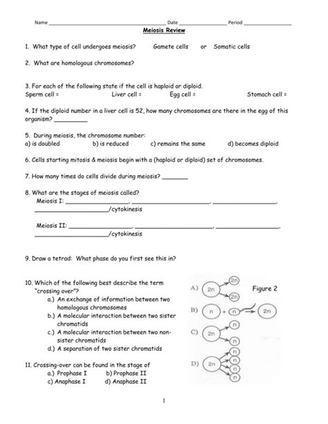 Post Section 8 3 Review Meiosis Worksheet Answer Key Worksheets Private