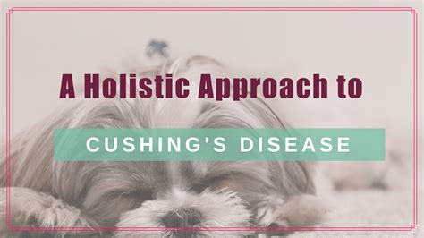 Herbal Remedies For Cushings Disease In Dogs Ng