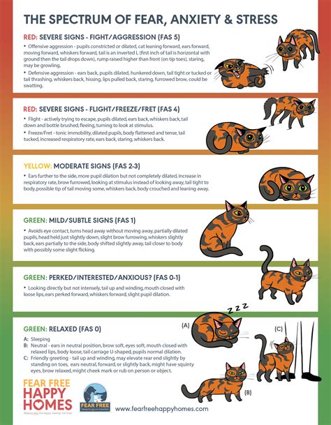 Cat Behavior Behavior And Understanding Your Pet Resources Ramapo