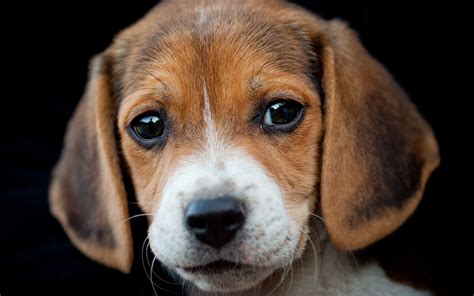 Well you're in luck, because here they come. Sad beagle puppy on a black background wallpapers and images - wallpapers, pictures, photos