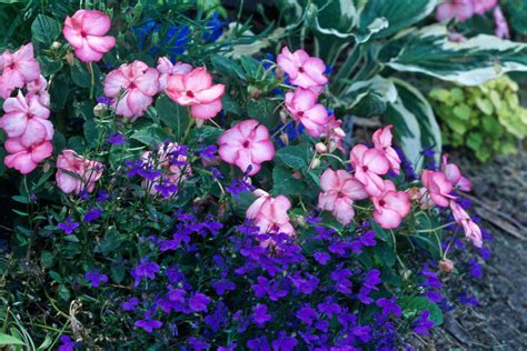 19 Top Annual Plant Pairings For Summer Long Color In 2020 Annual