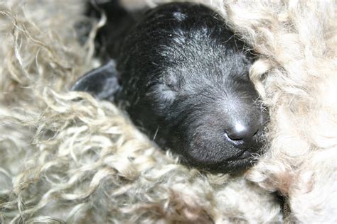 itzapromise puppies and kittens 10 silver standard poodle puppies