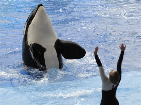 Killer Whale At Seaworld Dies