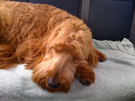 Thus they are often mixed with other breeds to produce poodle mixes with the same positive qualities. sleeping doggus | Goldendoodle, Golden retriever, Retriever