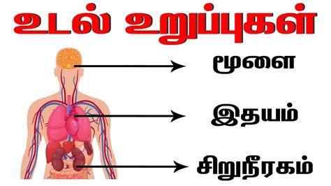 Parts of the body | infographic. மனித உடல் உறுப்புகள் | Learn body parts name in Tamil ...