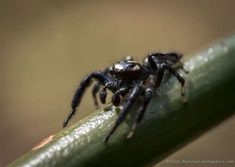 Elsen Karstads Pic A Day Kenya Jumping Spider Nairobi Kenya