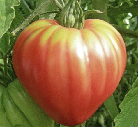 Pink Oxheart Tomato Organic Heirloom 20 Seeds Etsy