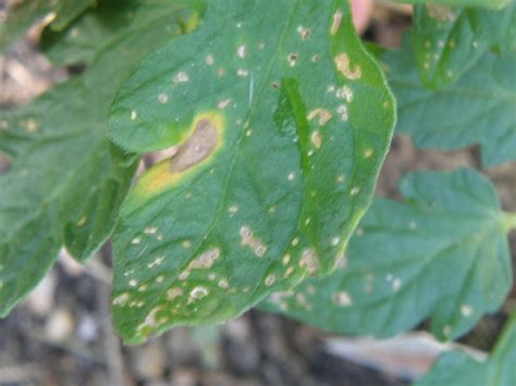 Help Identifying Tomato Plant Disease