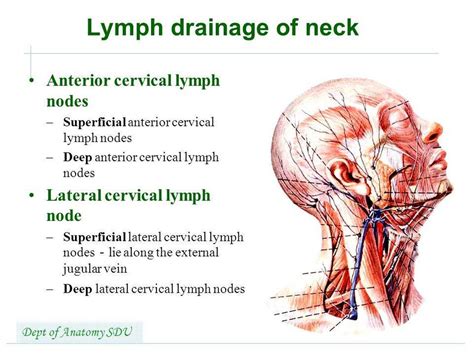 Diagram Of Posterior Cervical Lymph Nodes Gallery How To Guide And