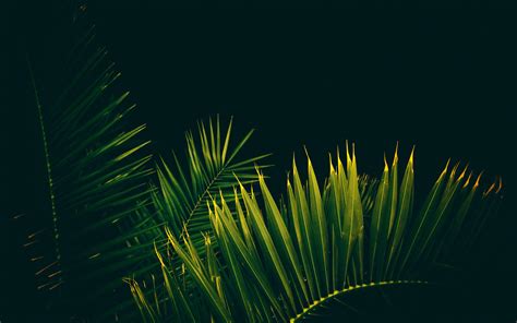 Download Wallpaper 3840x2400 Leaves Branches Palm Trees Black