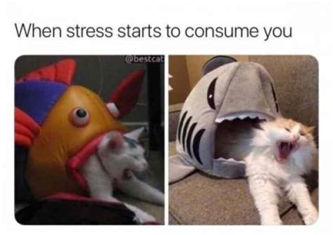 These Stressed Out Memes Are Way Too Relatable 23 Pics