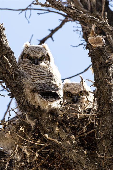 Inquisitive Owlets Shutterbug