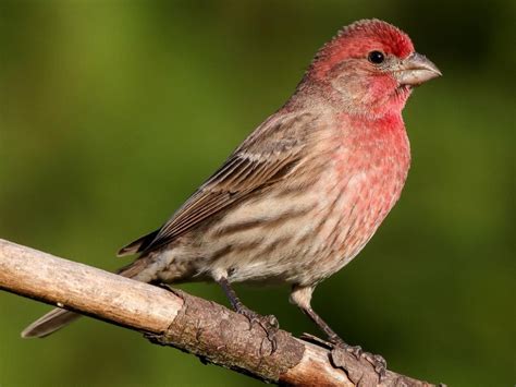 Photos And Videos For House Finch All About Birds Cornell Lab Of